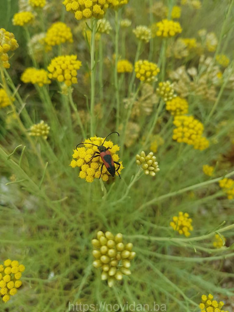 Helichrysum_italicm_essential_oil_organic_insects