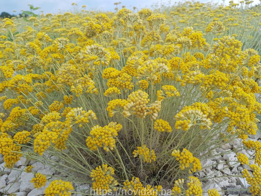 Helichrysum_italicum_plant_harvest