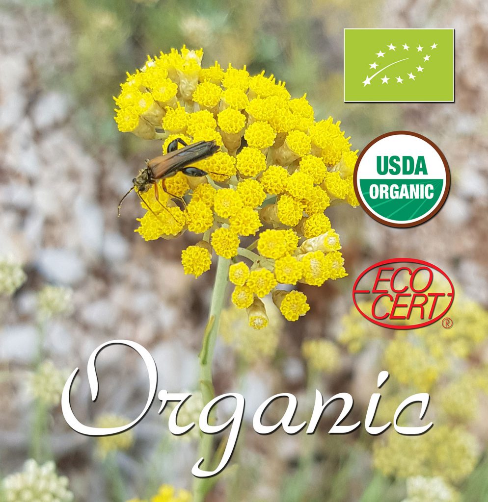 Organic certificated essential oil helichrysum