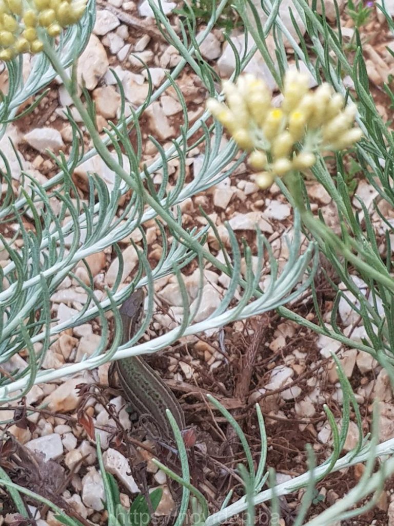 Organic Helichrysum Italicum Growing Helichrysum Italicum Oil Organic Helichrysum Italicum Growing Helichrysum Italicum Oil