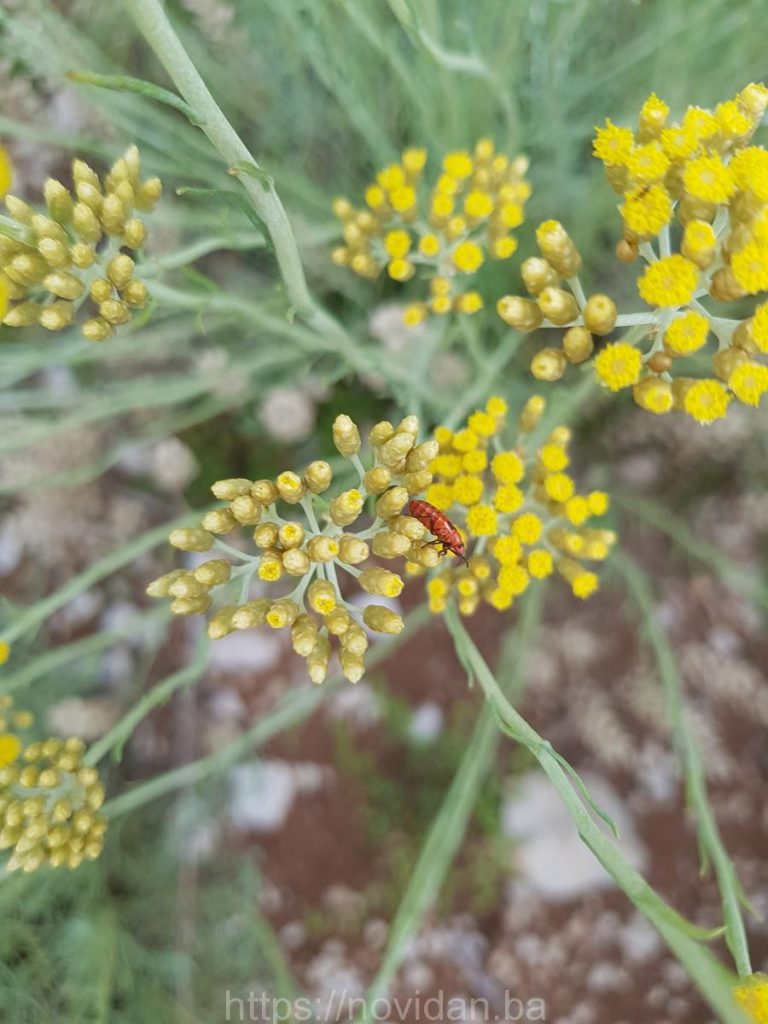 Organic Helichrysum Italicum Growing Helichrysum Italicum Oil Organic Helichrysum Italicum Growing Helichrysum Italicum Oil